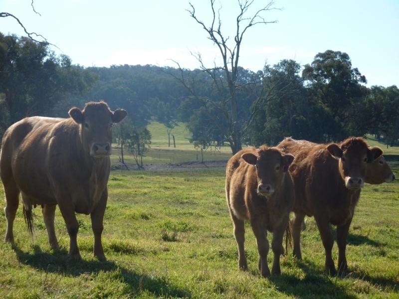 260 Moloneys Rd, Greta West VIC 3675