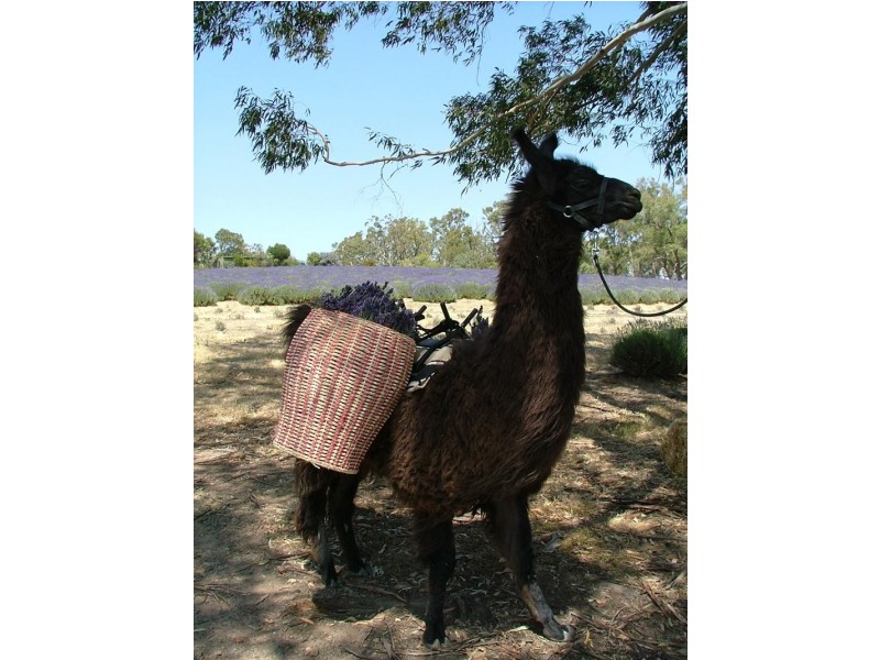 58 Sharrocks Road, Mount Egerton VIC 3352