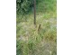 Lot 3/ Mountain View Street, Avoca VIC 3467