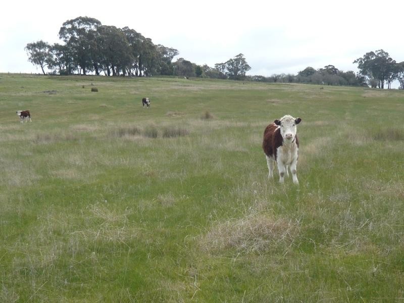 193 Chute – Raglan Road, Raglan VIC 3373