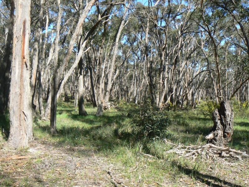 Lot 5A/ Packhams Lane, Beaufort VIC 3373