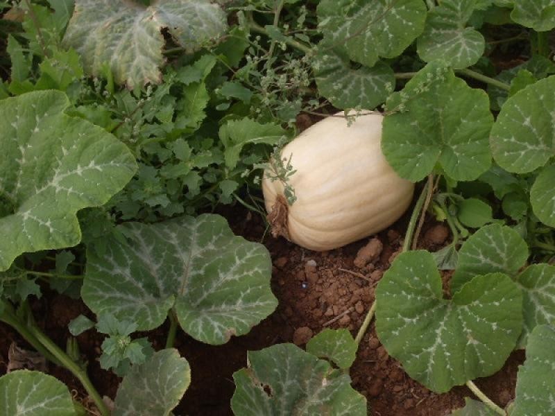 Section 39/Section 39/ Hundred, Peebinga SA 5304