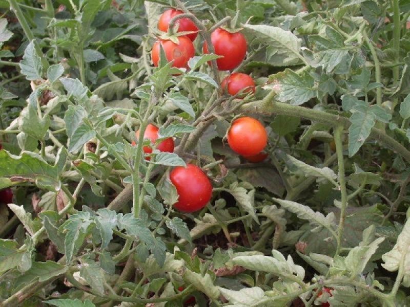 Section 39/Section 39/ Hundred, Peebinga SA 5304