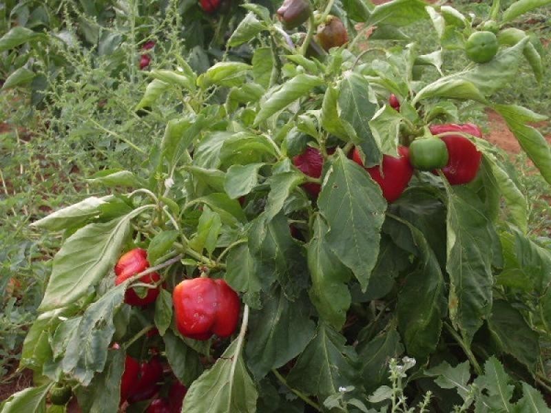 Section 39/Section 39/ Hundred, Peebinga SA 5304