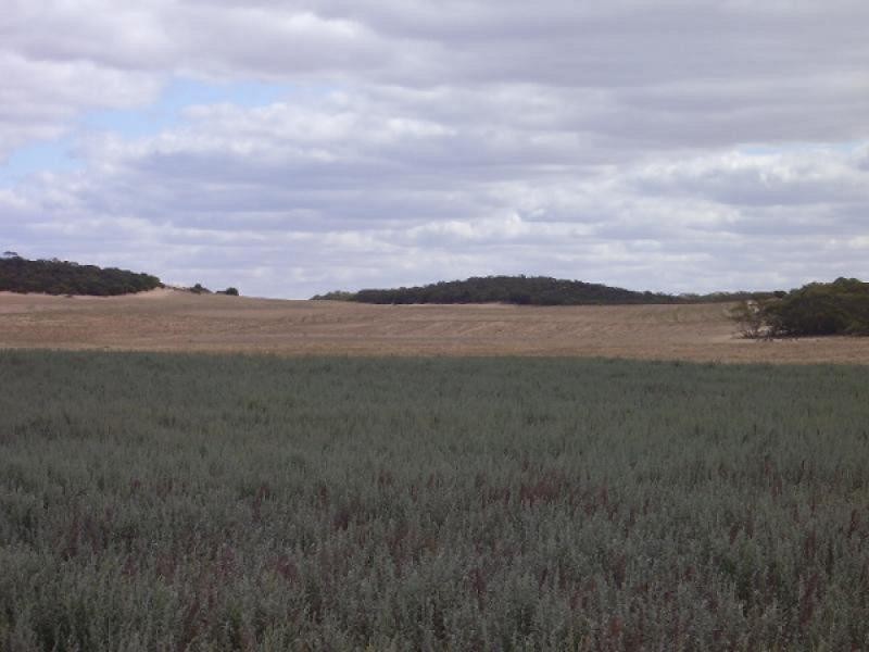 Section 39/Section 39/ Hundred, Peebinga SA 5304