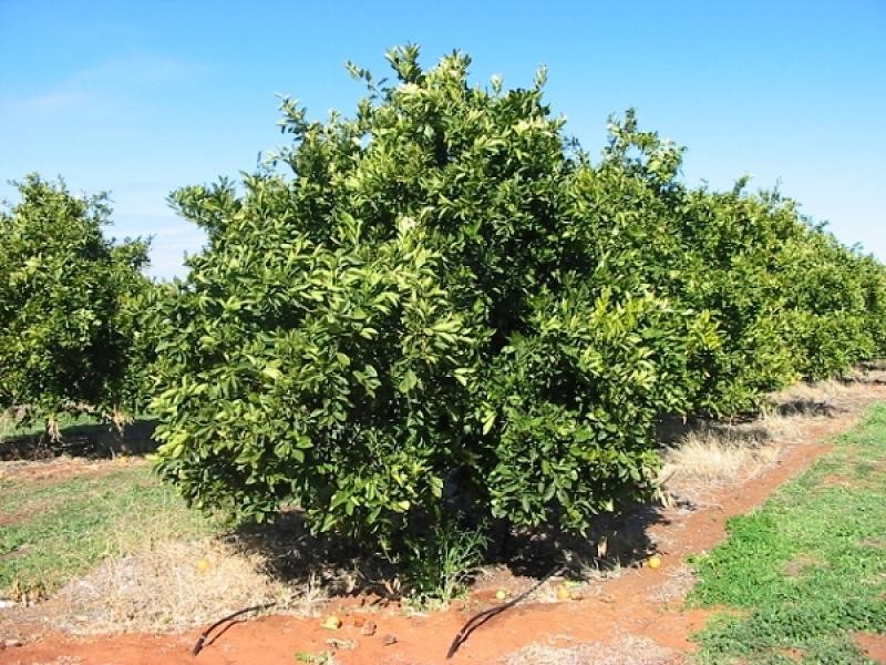 Lot 276 Cooltong Avenue, Cooltong SA 5341