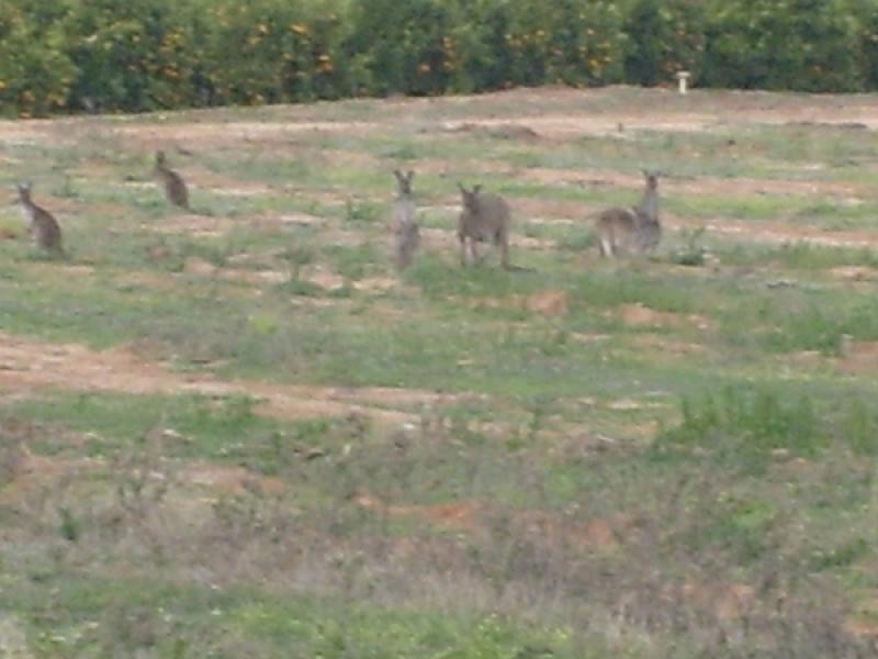 Section 212 Winkie Road, Winkie SA 5343