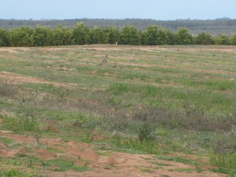 Section 212 Winkie Road, Winkie SA 5343