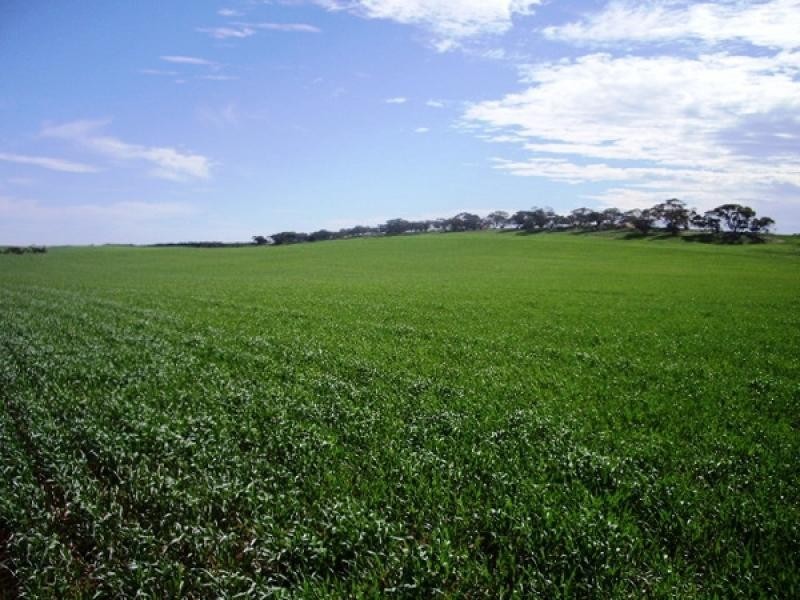 SECTIONS 24,25,26,113 & 153 HD KEKWICK, Loxton SA 5333