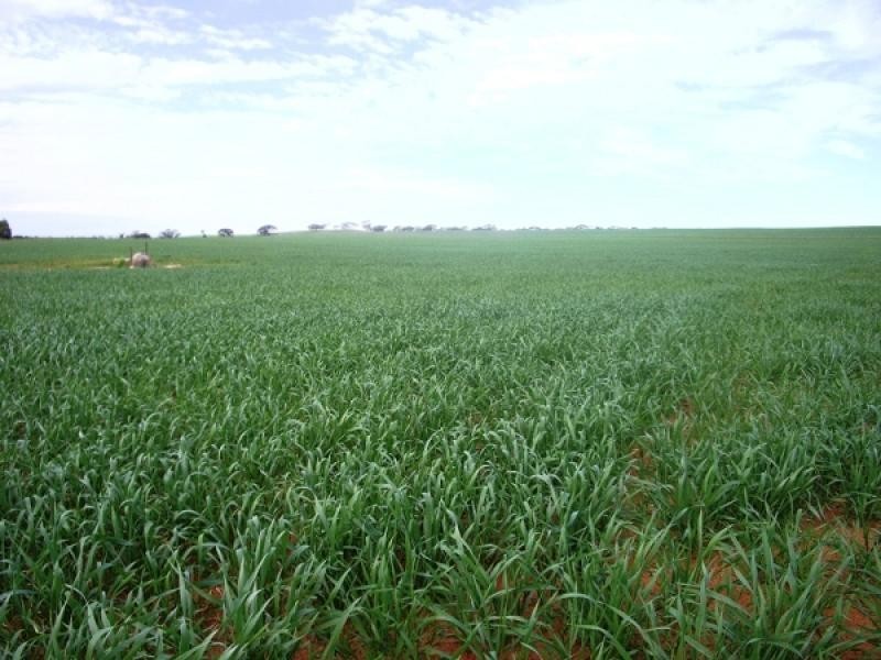 SECTIONS 24,25,26,113 & 153 HD KEKWICK, Loxton SA 5333