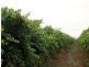 Section 714, 715 Hd of Bookpurnong, Loxton SA 5333