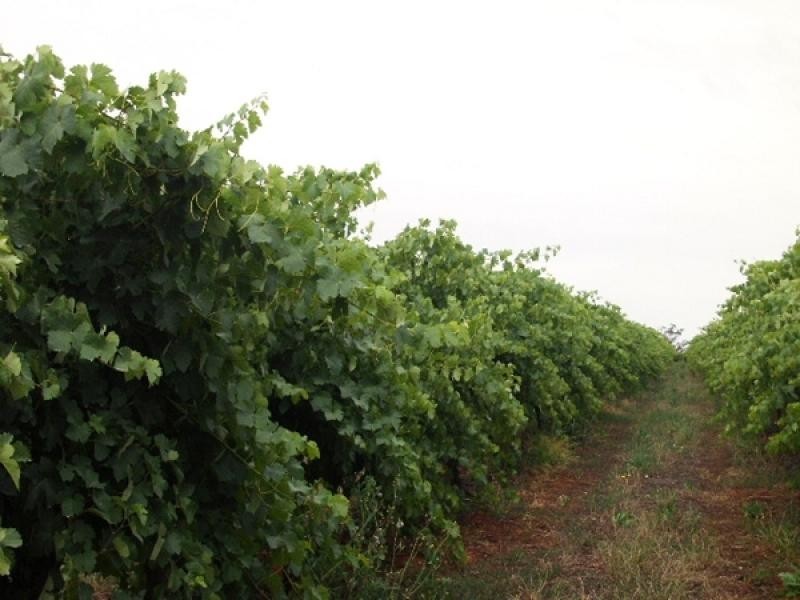 Section 714, 715 Hd of Bookpurnong, Loxton SA 5333