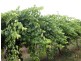Section 714, 715 Hd of Bookpurnong, Loxton SA 5333