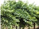 Section 714, 715 Hd of Bookpurnong, Loxton SA 5333