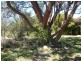 Allotment 101 Katarapko Crescent, Winkie SA 5343
