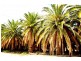2862 Kingston Road, Pyap SA 5333