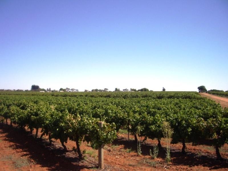 Lot 15 Section 512 Edmondson Road, Loxton SA 5333