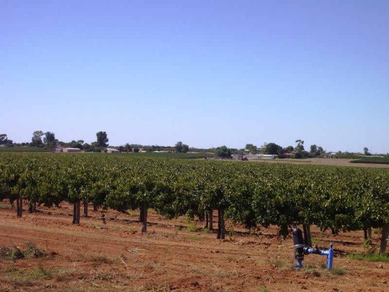 Lot 15 Section 512 Edmondson Road, Loxton SA 5333