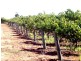 Lot 15 Section 512 Edmondson Road, Loxton SA 5333