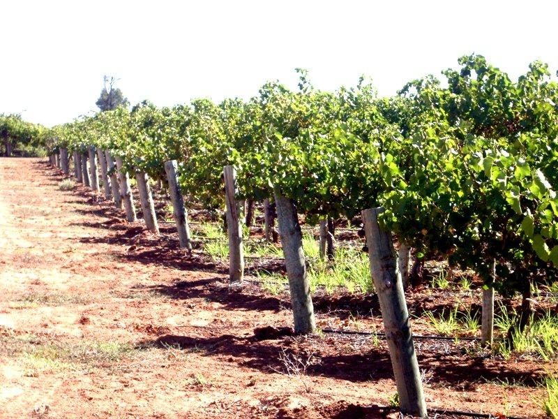 Lot 15 Section 512 Edmondson Road, Loxton SA 5333