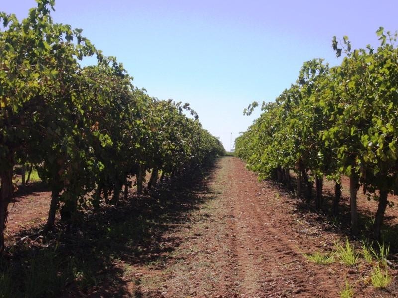 Lot 15 Section 512 Edmondson Road, Loxton SA 5333