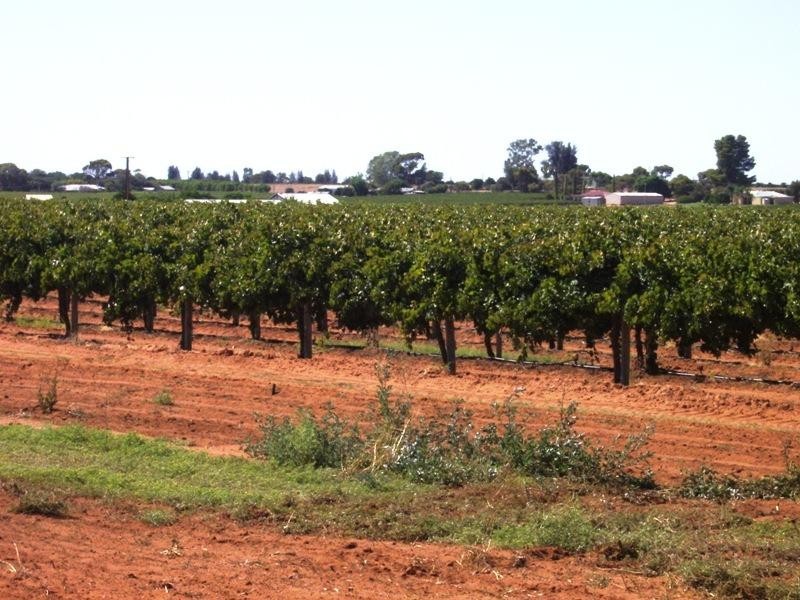 Lot 15 Section 512 Edmondson Road, Loxton SA 5333