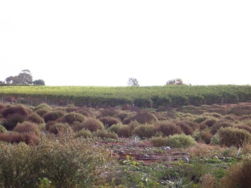 Section 129 Hundred of Moorook, Moorook SA 5332