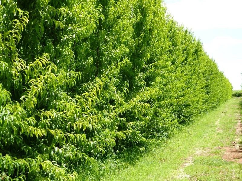 74 Kibby Road, Loxton SA 5333