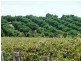 Lot 37 Hundred of Pyap, New Residence SA 5333