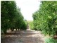 Lot 37 Hundred of Pyap, New Residence SA 5333
