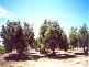 Loxton North SA 5333