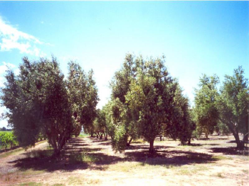 Loxton North SA 5333