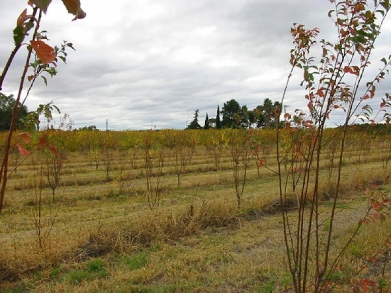 Lot 10/ Ontario Street, Renmark SA 5341