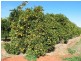 Lot 276/ Cooltong Avenue, Cooltong SA 5341