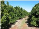 Lot 276/ Cooltong Avenue, Cooltong SA 5341