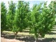 Lot 13 Ral Ral Avenue, Renmark SA 5341
