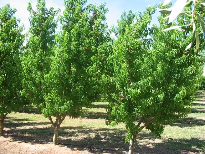 Lot 13 Ral Ral Avenue, Renmark SA 5341