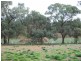 19 Meander Avenue, Renmark SA 5341