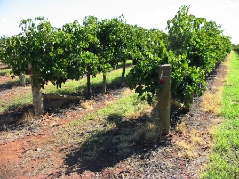 Lot 63/ Tarcoola Street, Renmark SA 5341