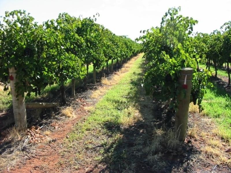 Lot 63/ Tarcoola Street, Renmark SA 5341