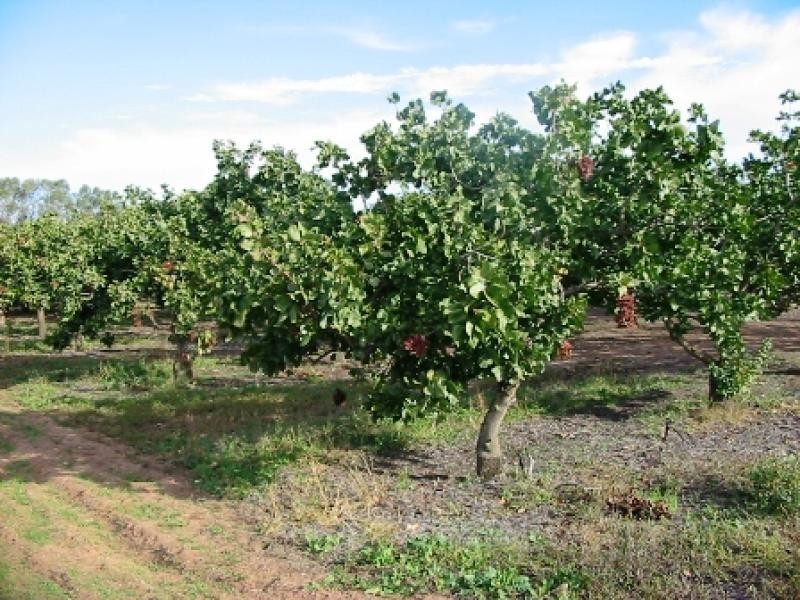 Lot 6 and 7 Nelwart Street, Renmark SA 5341