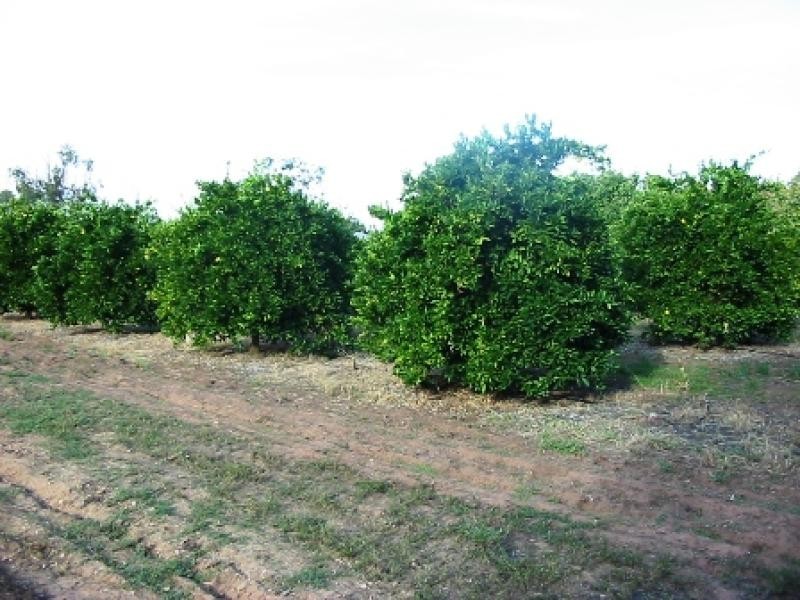 Lot 6 and 7 Nelwart Street, Renmark SA 5341