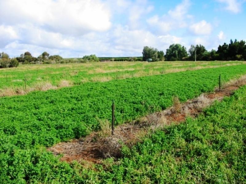 Lot 51/ Government Road, Renmark SA 5341