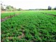 Lot 51/ Government Road, Renmark SA 5341