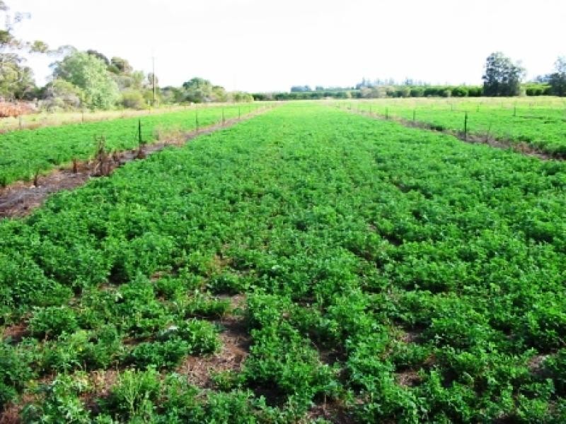 Lot 51/ Government Road, Renmark SA 5341