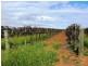 Lot 260/ Cooltong Avenue, Renmark SA 5341