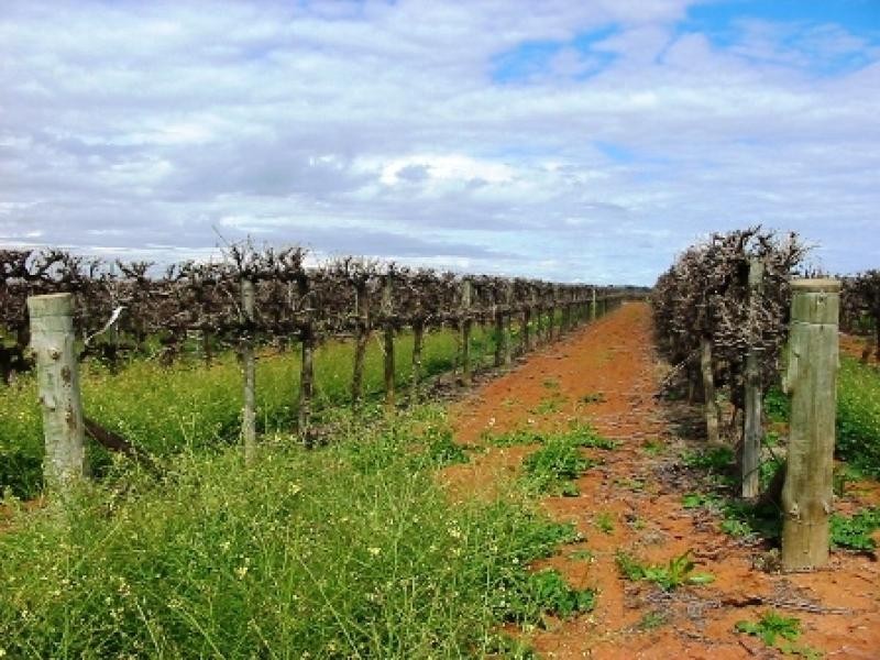 Lot 260/ Cooltong Avenue, Renmark SA 5341