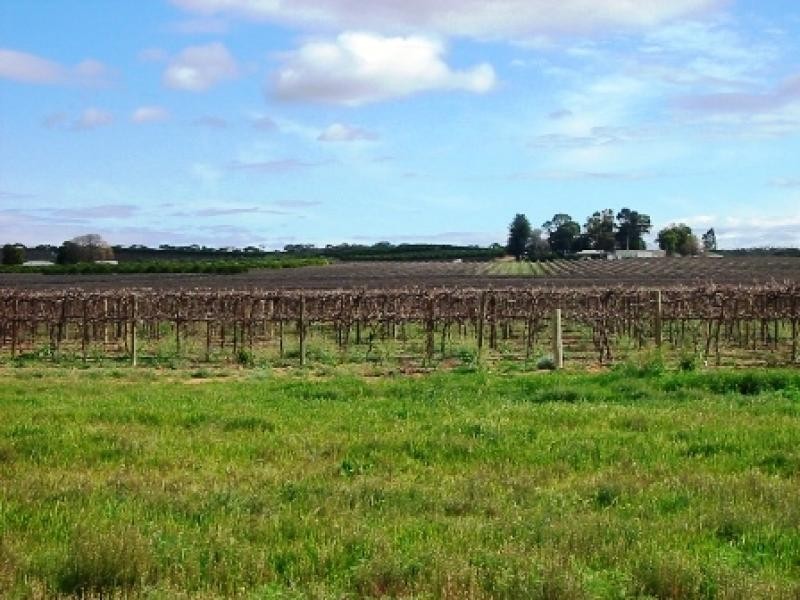 Lot 260/ Cooltong Avenue, Renmark SA 5341