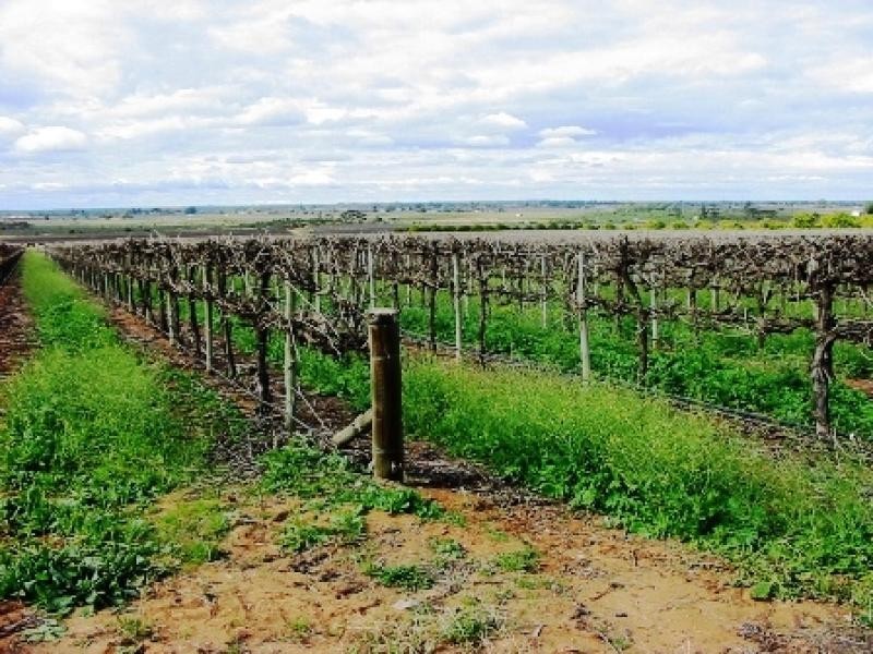 Lot 260/ Cooltong Avenue, Renmark SA 5341