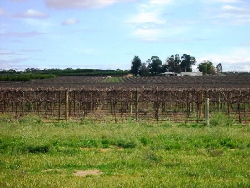 Lot 260/ Cooltong Avenue, Renmark SA 5341